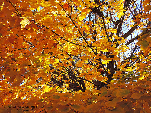 autumn fall spokanewashingtonstate