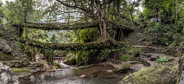 The Double Decker Root Bridge - Tangled Up in Greens