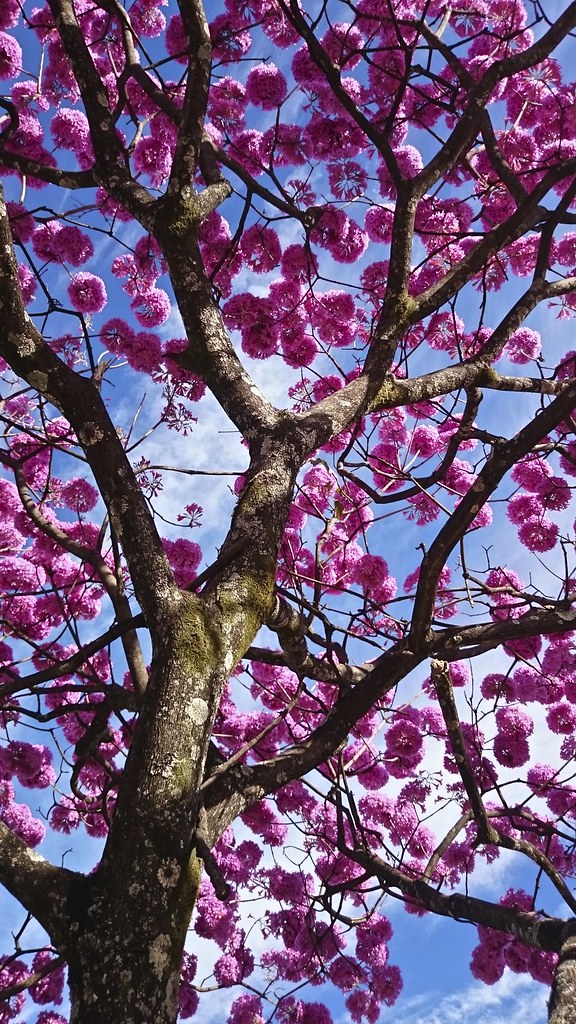 Floração do Ipê-Roxo | = = = = = = = = = = = = = = = = = = =… | Flickr