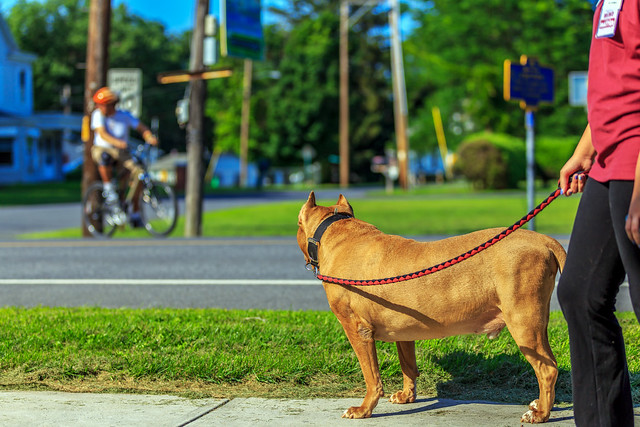 The Bike Rider