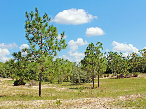 landscape field trees pinetrees pineridge florida