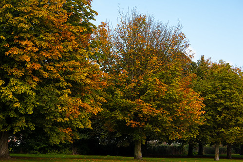 Autumn horse chestnut, Upper Green