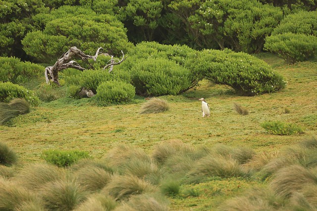 Critically Endangered  Yellow-Eyed Penguin Hoiho Walking across Vegetated Habitat Enderby Island Subantarctic Auckland Islands New Zealand