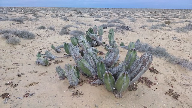 the old man cactus covered in lichen near Guerrero Negro