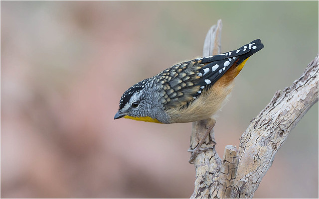 Spotted Pardalote (male)