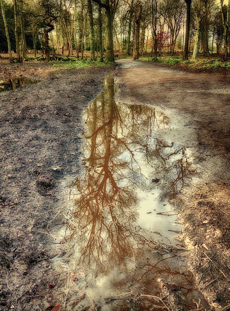Woodland reflections after the storm