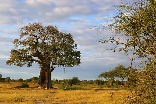 africa tanzania tarangire baobabtree