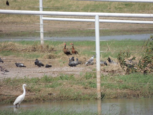 Black-bellied Whistling-Duck, 