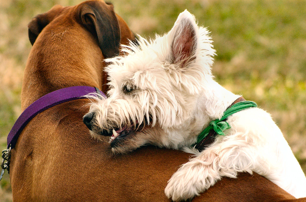 Westie Terrier versus Boxer 11