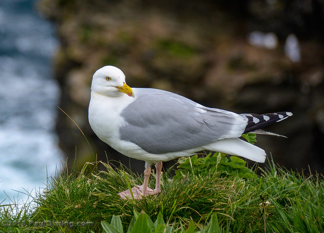 Common Gull - Port Isaac, Cornwall, England, UK