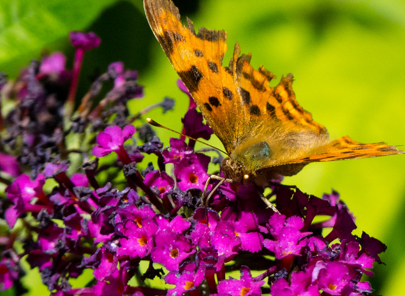 Comma feeding on buddleia