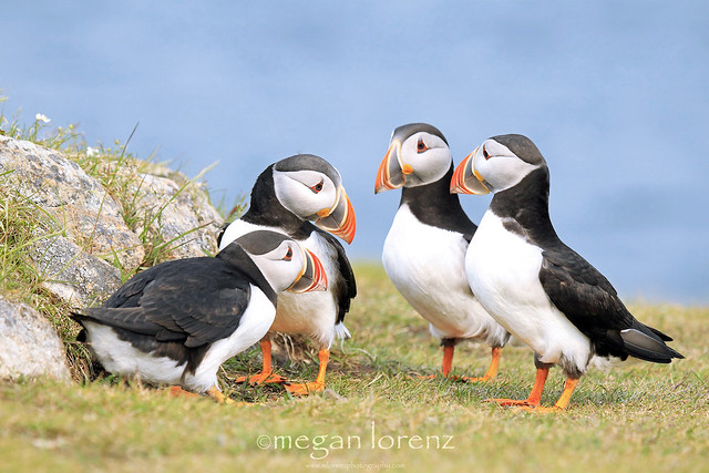Puffin Pow-Wow
