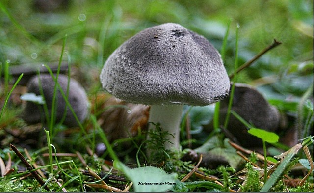 Mushroom with  soft hat