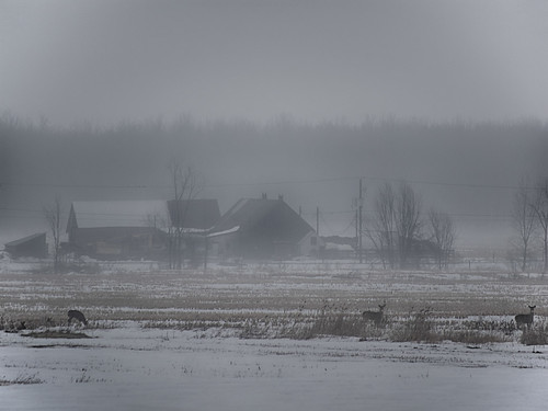 winter mist cold fog countryside quebec hiver deer telephoto québec campagne froid brume chevreuil telezoom téléobjectif cerfdevirginie lumixgvario100300f4056 olympusem1