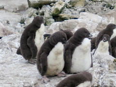Rockhopper Penguin Chicks on New Island, West Falkland