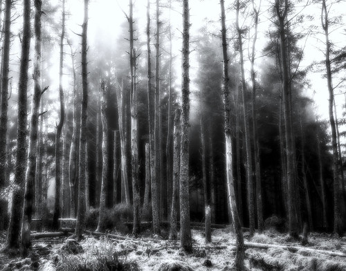 forest dark woods lightanddark darkforest hss darkwoods sliderssunday orangecapri