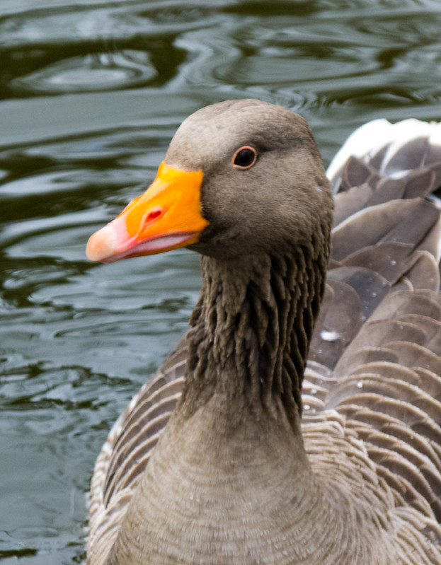 Greylag, West Park
