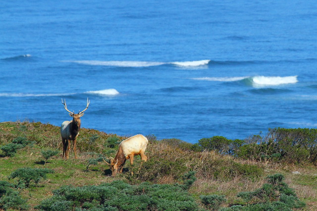 IMG_8290 Tule Elk from Tomales Point Trail, Point Reyes National Seashore