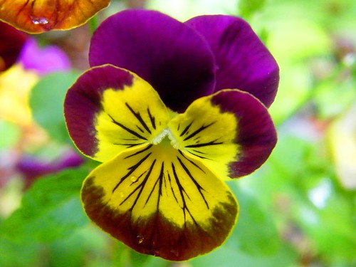 wheather condition for pansies