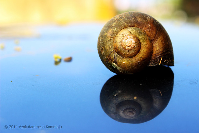 Snail Shell .. Explored on 4/14