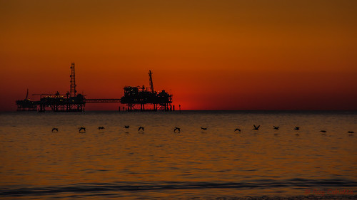 ocean sunset sky sun bird pelicans gulfofmexico water sunrise flying flight platform pelican rig oil brownpelican oilrig occidentalis pelecanus