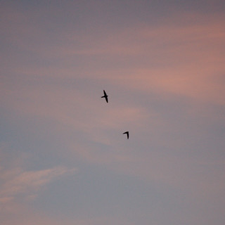 Swifts at Sunset