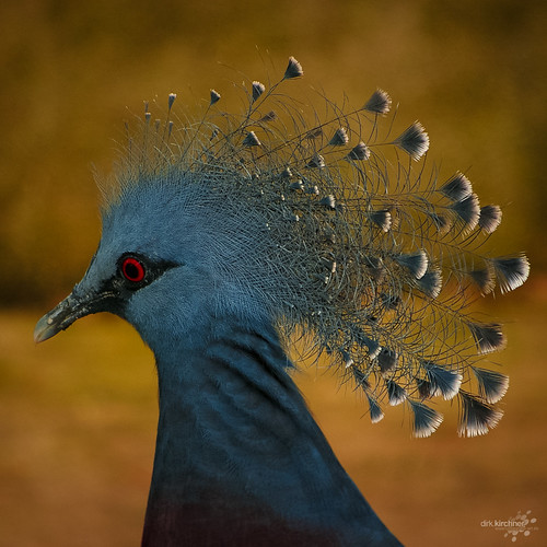 Victoria Crowned Pigeon | by dirk kirchner [www.unforgiven-art.de]