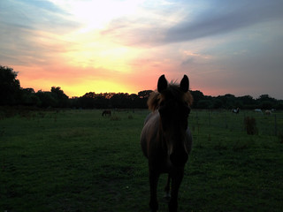 New Forest Pony Sunset