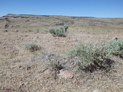 Sagebrush steppe (post- and pre-fire) above Mountain Home