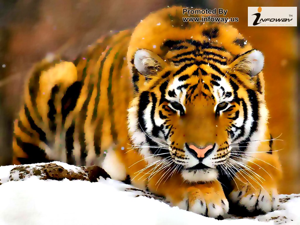 The best top desktop tiger wallpapers hd tiger wallpaper | Flickr