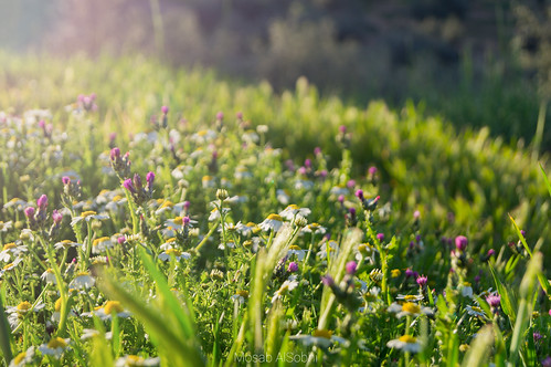 Somewhere in Jordan by Mosab AlSobhi, sunset iso100 bokeh sony jordan 1855mm f56 jerash 2014 a55 مصعب mosab الاردن سوني الفا الصبحي lightr