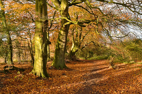 old autumn trees england tree fall olddown down hampshire beech basingstoke beechwood fagussylvatica 2013 loddonvalley chalkdownland kempshott