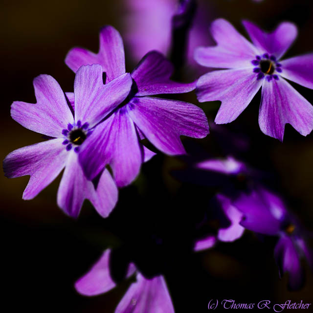 Phlox and Shadow