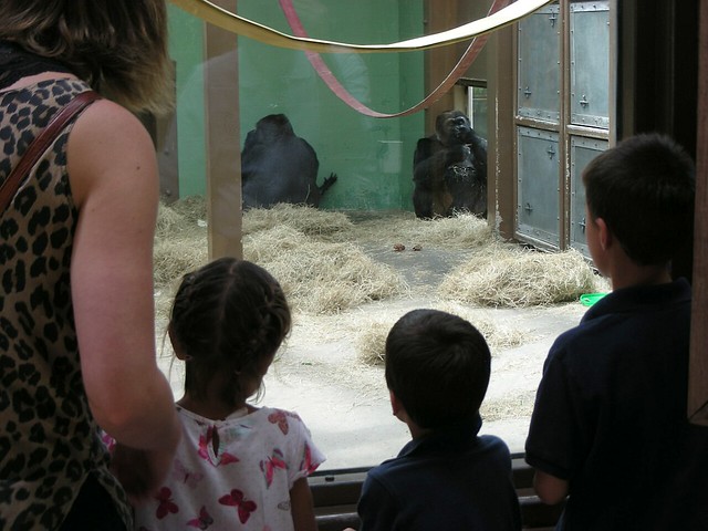 Knoxville Gorillas 002: Enclosure