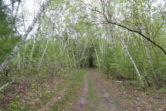 White birch grove - Willow River State Park, WI