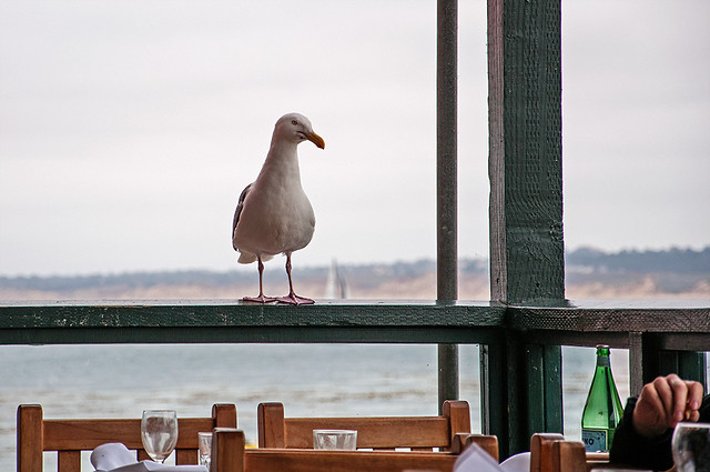 The gull who came to lunch