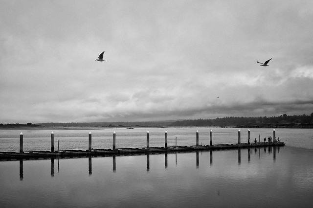 Pier with Birds