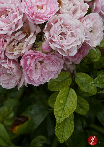 rosen | by bornschein