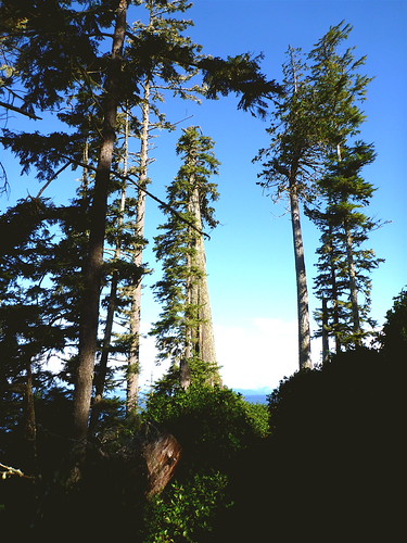 Graham Island trees! | Bak_40 | Flickr