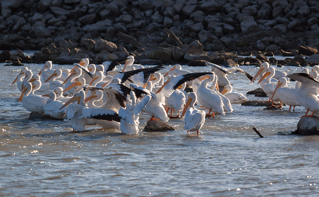 Pelicans at Pella (4)