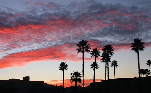 Cali sun rise by broitsmilana, california trees sky sunrise palm
