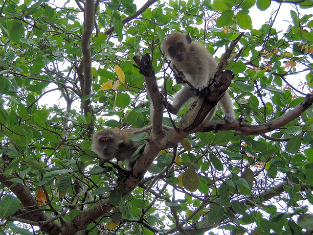 Macaques, Koh Tarutao, Thailand