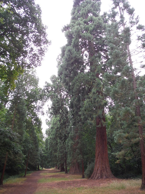 Big Redwoods, Langley Park SWC Walk 189 Beeches Way: West Drayton to Cookham