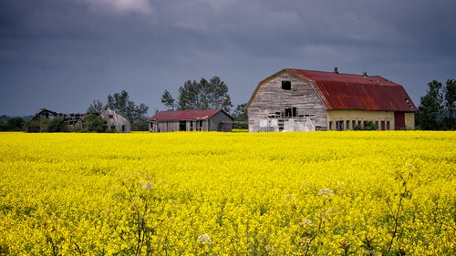 canada field yellow barn jaune quebec passage saguenay grange champ canola