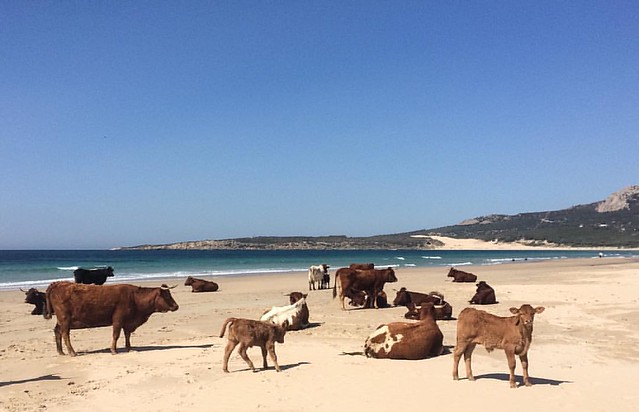 #playatarifa #playa #gasparserrano #gaspar #vacas #vacasplayeras #bolonia #boloniabeach #boloniatarifa #dunas #dunasbolonia #findesemana  #paseo