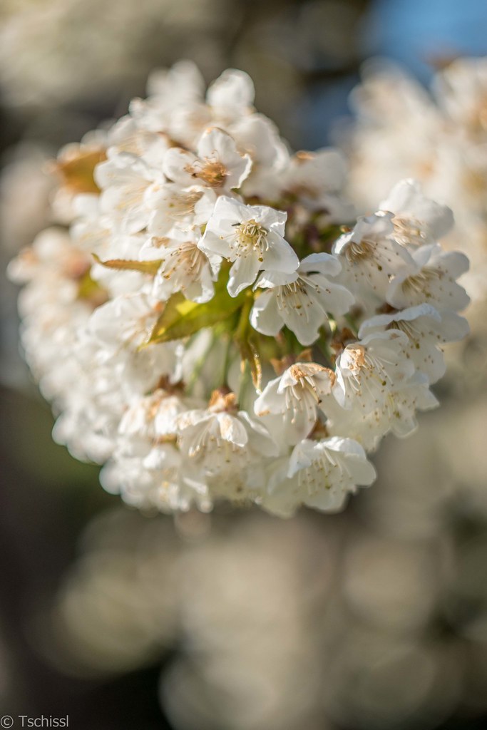 cherry blossom with bokeh