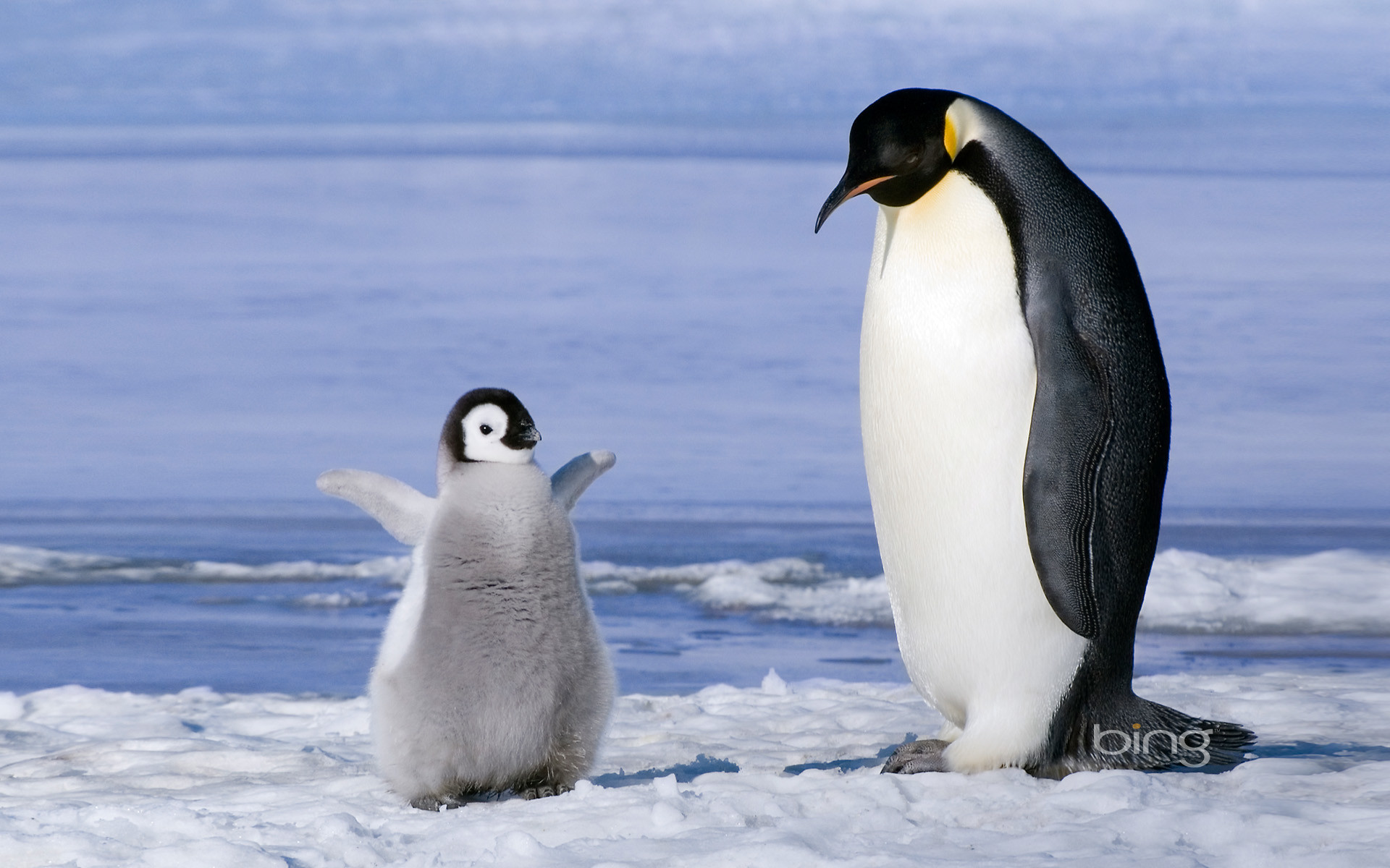 Young emperor penguin (Aptenoytes forsteri) chick and adult, Snow Hill Island, Weddell Sea, Antarctica