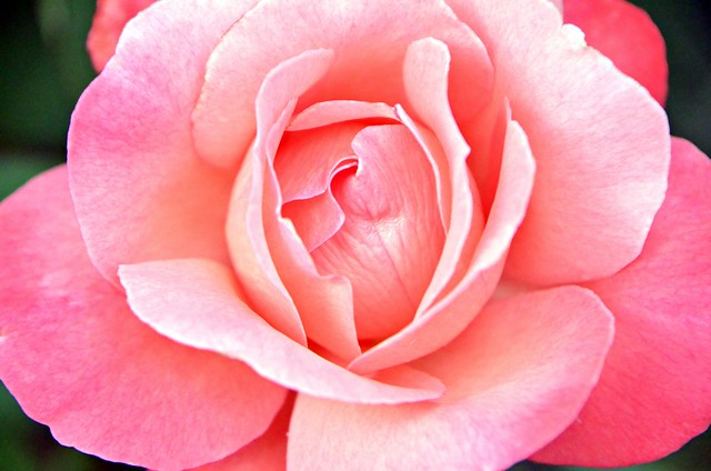 Pink Rose, June 15, 2013 4 full bp