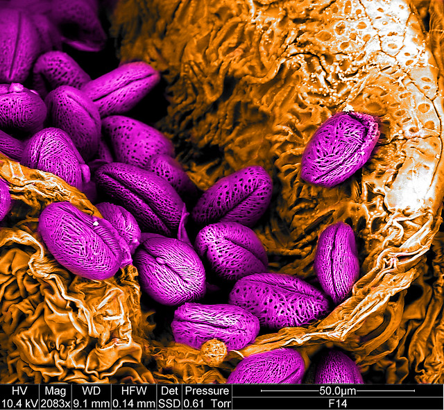 pollens on a leaf