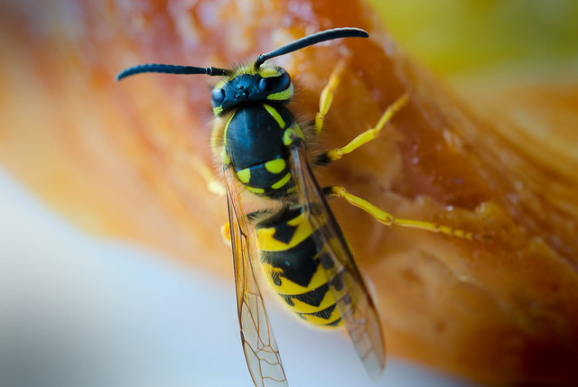 Wasp - Wespe [explored]